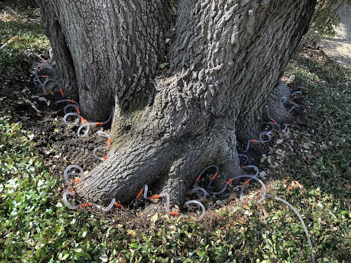 Detailed Shrub and Hedge Trimming job site in Stevensville