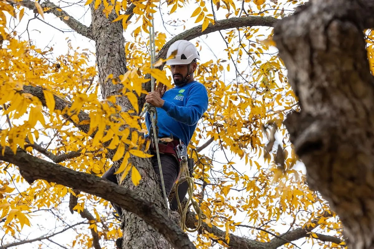 Skilled Tree Trimming crew working in Stevensville